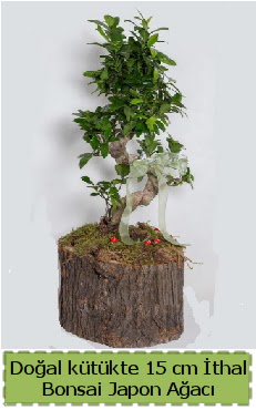 Doal ktkte thal bonsai japon aac  Bursa iek iznik iek online iek siparii 