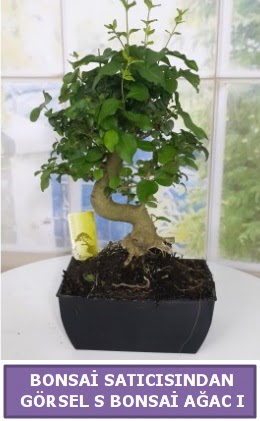 S dal erilii bonsai japon aac  Bursa ieki inegl kaliteli taze ve ucuz iekler 