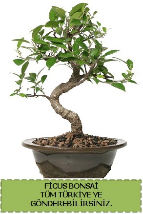 Ficus bonsai  ieki Bursa sitesi nilfer anneler gn iek yolla 
