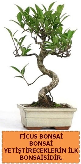 Ficus bonsai 15 ile 25 cm arasndadr  Bursa iek sat iznik hediye sevgilime hediye iek 