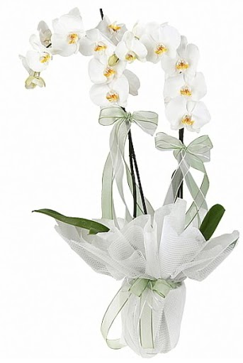 ift Dall Beyaz Orkide  ieki Bursa sitesi nilfer iek siparii vermek 