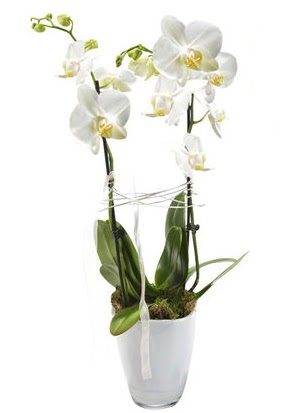 2 dall beyaz seramik beyaz orkide sakss  ieki Bursa sitesi nilfer anneler gn iek yolla 