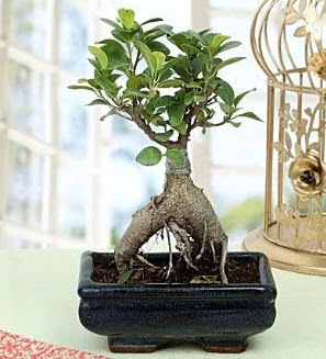 Appealing Ficus Ginseng Bonsai  ieki Bursa sitesi nilfer iek siparii vermek 