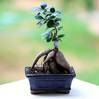 Marvellous Ficus Microcarpa ginseng bonsai  Bursa iek karacabey ieki telefonlar 
