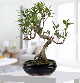 Gorgeous Ficus S shaped japon bonsai  Bursa ieki karacabey 14 ubat sevgililer gn iek 
