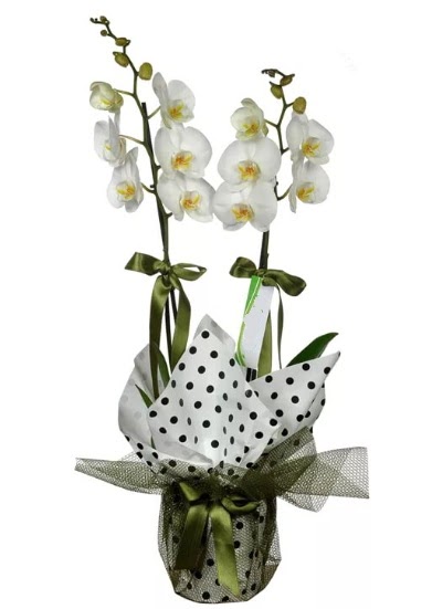 ift Dall Beyaz Orkide  ieki Bursa sitesi gemlik gvenli kaliteli hzl iek 