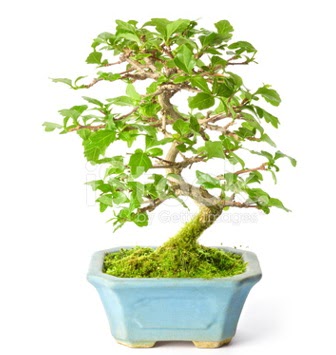 S zerkova bonsai ksa sreliine  Bursa iekiler nilfer cicekciler , cicek siparisi 