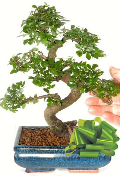 Yaklak 25 cm boyutlarnda S bonsai  Online Bursa ieki 