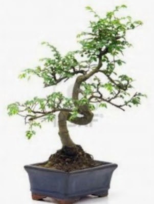 S gvde bonsai minyatr aa japon aac  Bursa ieki inegl kaliteli taze ve ucuz iekler 