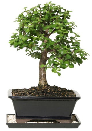 15 cm civar Zerkova bonsai bitkisi  Online Bursa ieki 