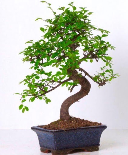 S gvdeli bonsai minyatr aa japon aac  ieki Bursa sitesi nilfer anneler gn iek yolla 