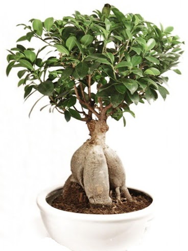 Ginseng bonsai japon aac ficus ginseng  Bursa iekiler nilfer cicekciler , cicek siparisi 