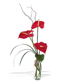  Online Bursa çiçekçi  cam yada mika Vazoda 3 adet  antoryum
