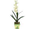 Özel Yapay Orkide Beyaz   Bursa çiçek siparişi inegöl çiçek servisi , çiçekçi adresleri 