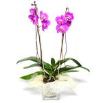  Bursa çiçekçi inegöl kaliteli taze ve ucuz çiçekler  Cam yada mika vazo içerisinde  1 kök orkide