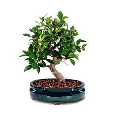 ithal bonsai saksi çiçegi  Online Bursa çiçekçi 
