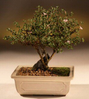 ithal bonsai saksi çiçegi  Bursa çiçek mustafa kemal paşa çiçek siparişi sitesi 