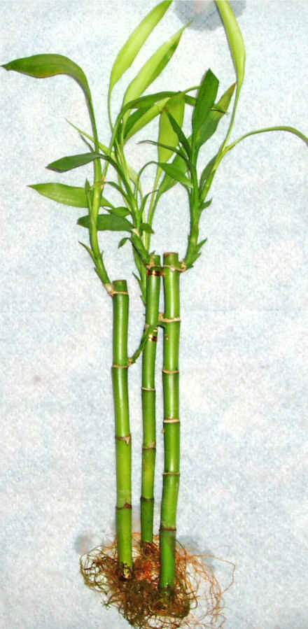 Lucky Bamboo 3 adet vazo hediye edilir   Bursadaki iekiler bursaya iek yolla 