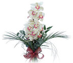  Online Bursa çiçekçi  Dal orkide ithal iyi kalite