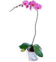  Bursa çiçek ucuz çiçek gönder  Orkide ithal kaliteli orkide 