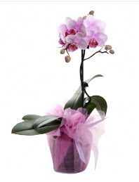 1 dal pembe orkide saksı çiçeği  Bursa çiçek yenişehir çiçekçi mağazası 