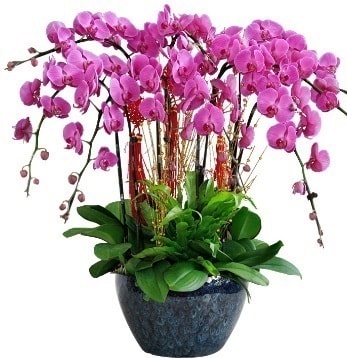 9 dallı mor orkide  Çiçekçi Bursa sitesi gemlik güvenli kaliteli hızlı çiçek 