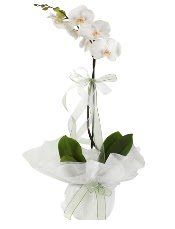 1 dal beyaz orkide iei  Bursa iek karacabey ieki telefonlar 