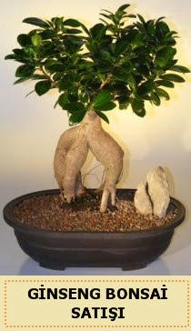 İthal Ginseng bonsai satışı japon ağacı  Online Bursa çiçekçi 