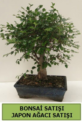 Minyatr bonsai japon aac sat  ieki Bursa sitesi nilfer anneler gn iek yolla 