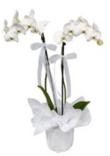 2 dallı beyaz orkide  Bursa çiçek kestel uluslararası çiçek gönderme 