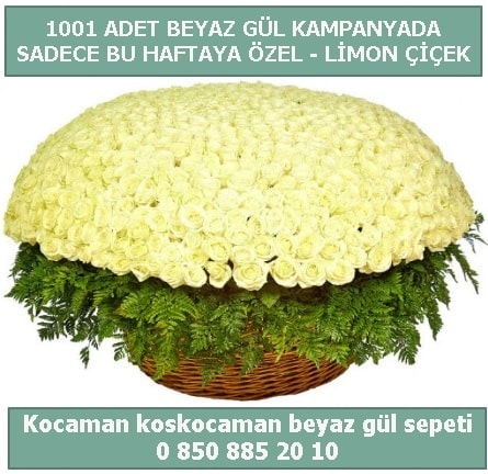 1001 adet beyaz gül sepeti özel kampanyada  Çiçekçi Bursa sitesi nilüfer anneler günü çiçek yolla 