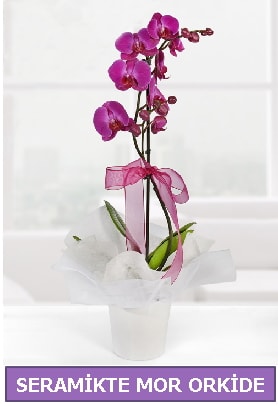 Seramik içerisinde birinci kalite tek dallı mor orkide  Bursa çiçekçiler nilüfer cicekciler , cicek siparisi 