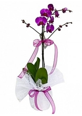 Tekli Mor Orkide  Bursa çiçek satışı iznik hediye sevgilime hediye çiçek 