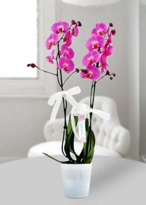Çift dallı mor orkide  Çiçekçi bursa çiçek firması 